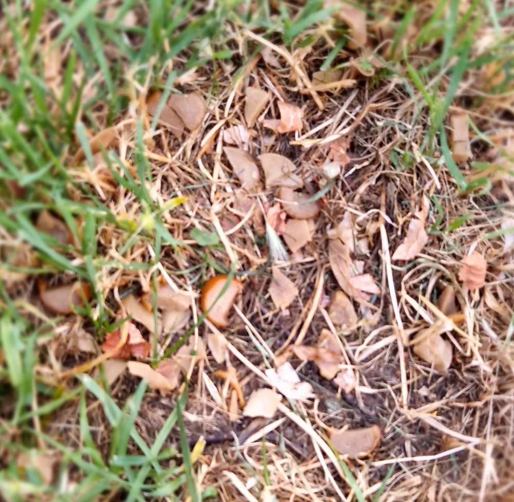 Giftköder-Giftköder-Profilbild