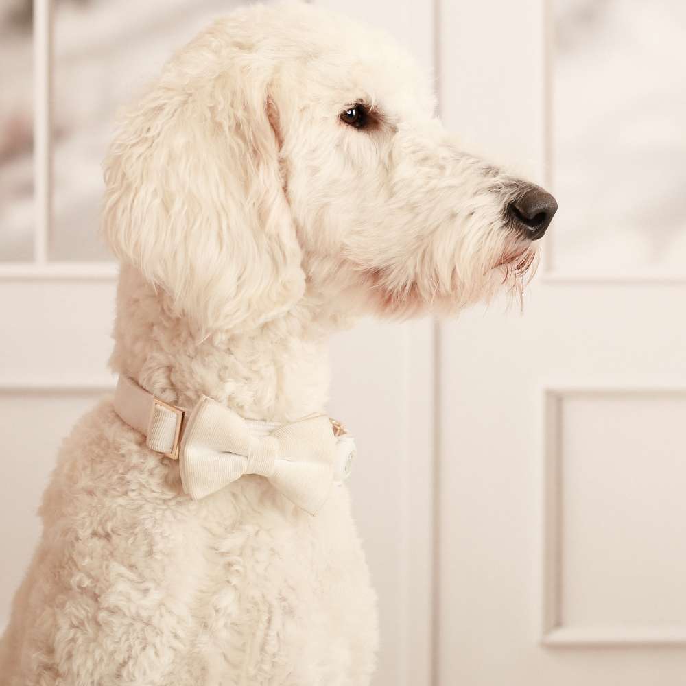 Hundetreffen-Spielrunde - Spaziergang-Profilbild