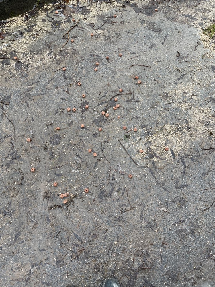 Giftköder-Trockenfutter-Profilbild