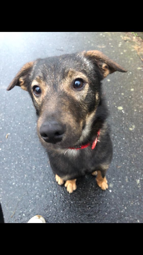 Hundetreffen-Social Walking & Trainingspartner gesucht-Profilbild