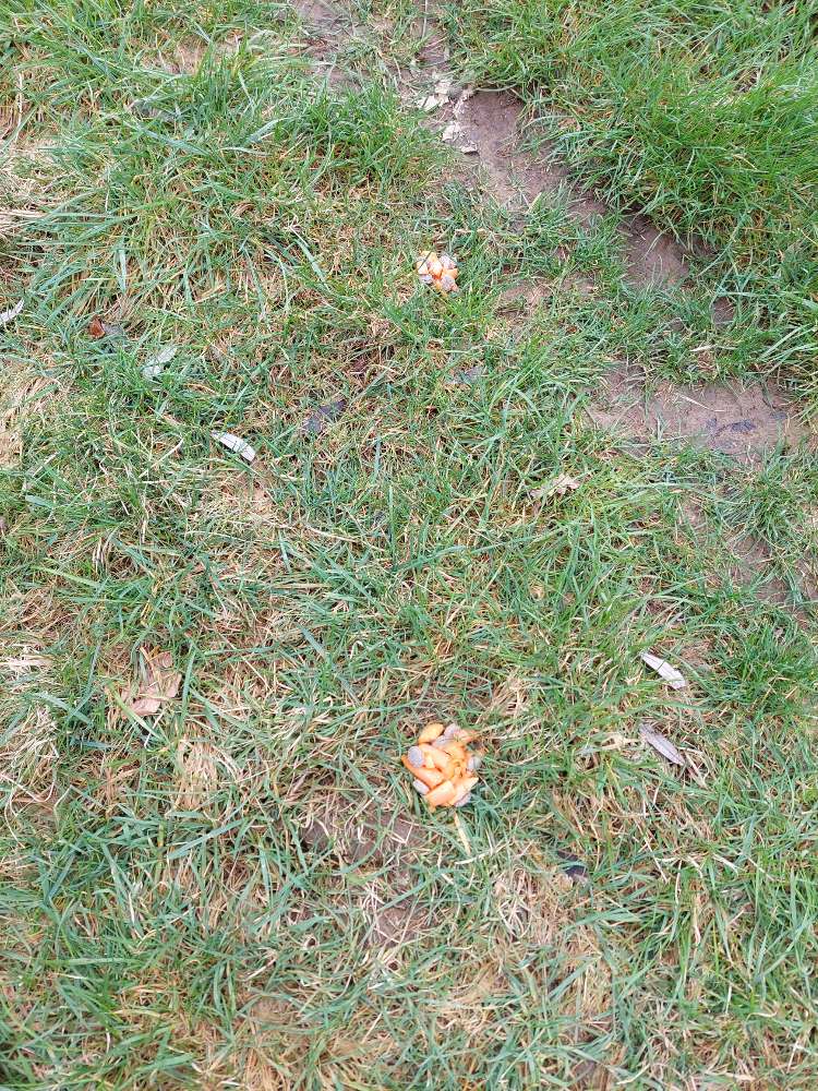 Giftköder-Evtl. Giftköder-Profilbild