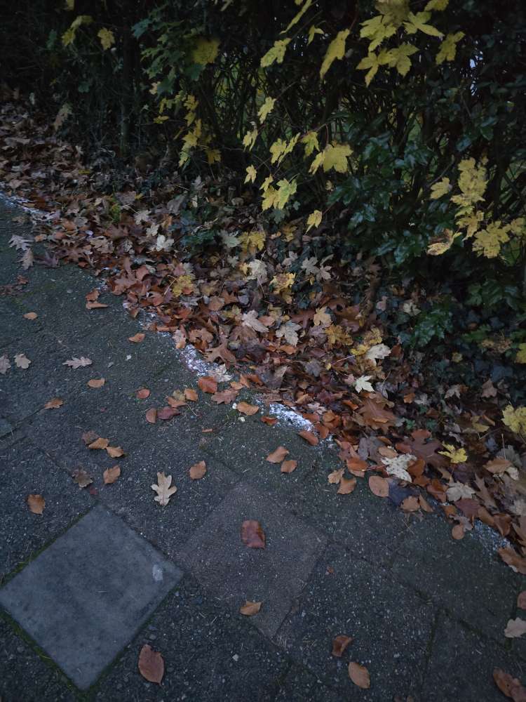 Giftköder-Weißes Pulver über ca. 20 m-Profilbild