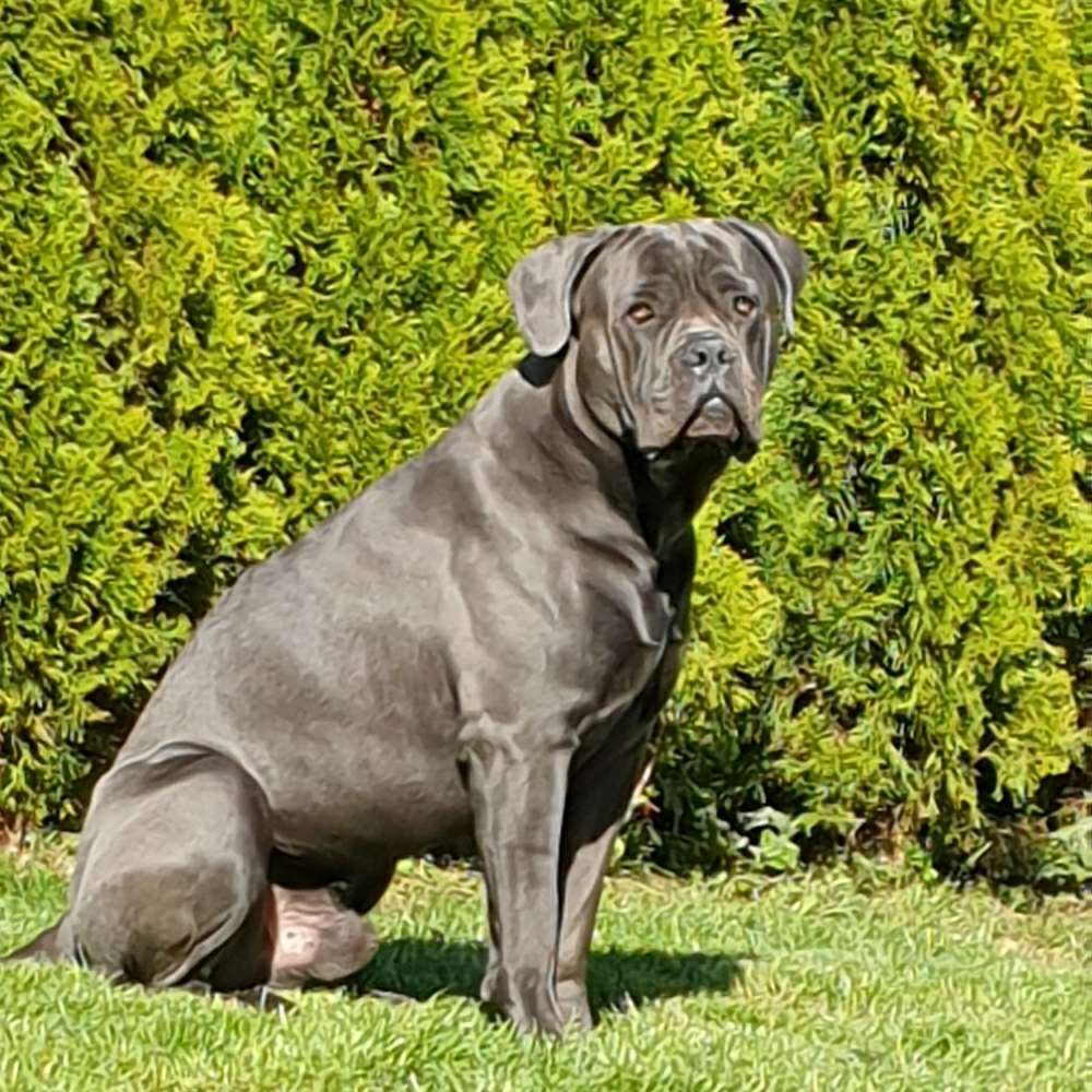 Hundetreffen-Spielen und Spazieren-Profilbild