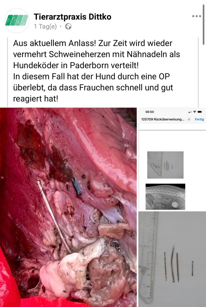 Giftköder-Schweineherzen mit Nähnadeln-Profilbild
