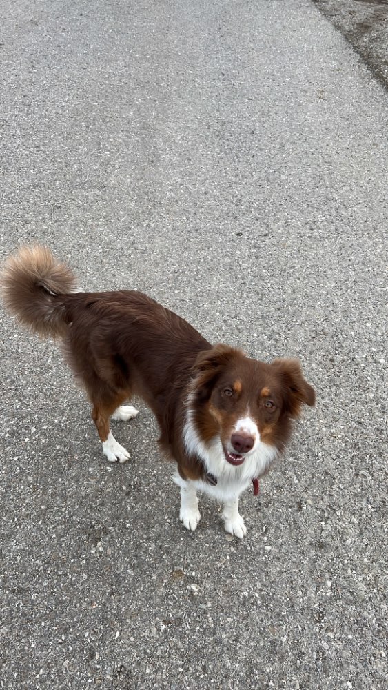 Hundetreffen-Spieltreffen mit Junger Hündin-Profilbild