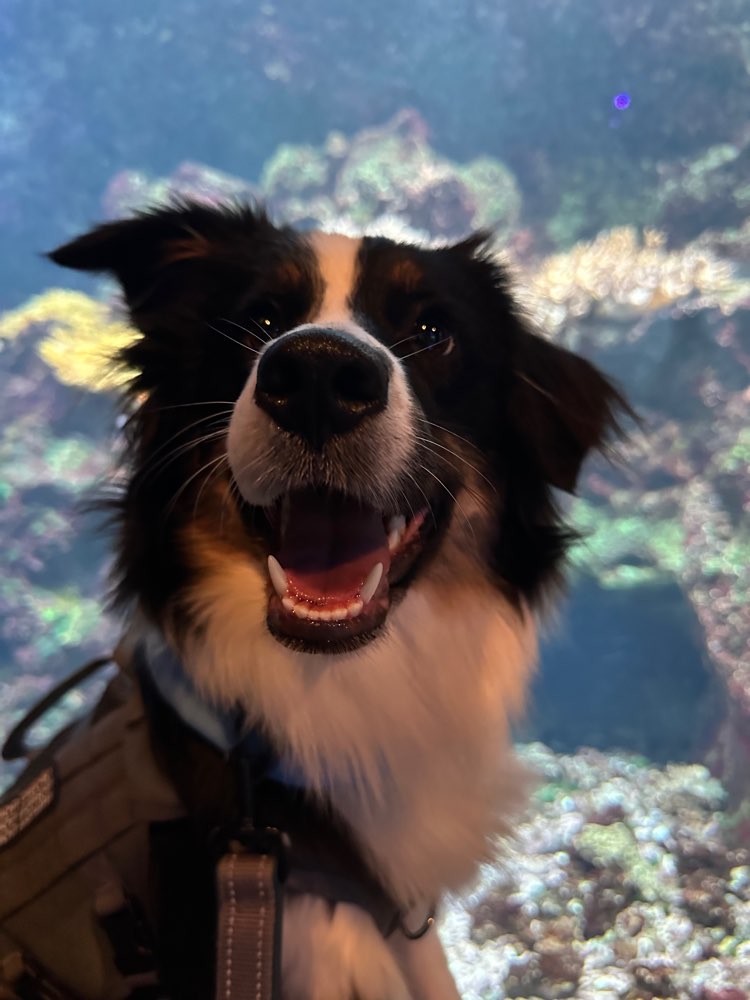 Hundetreffen-Spazieren gehen-Profilbild