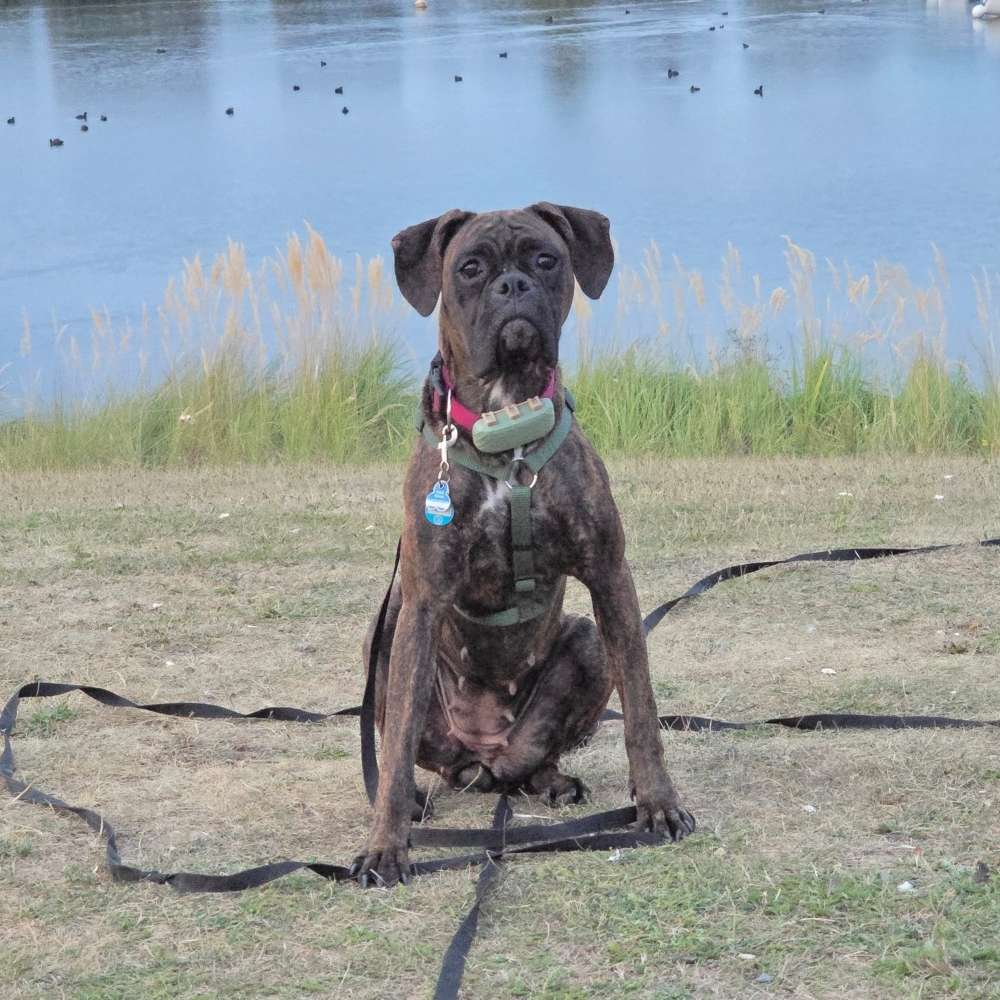 Hundetreffen-Treffen zum Spielen in Dinslaken auf der Hundewiese-Profilbild