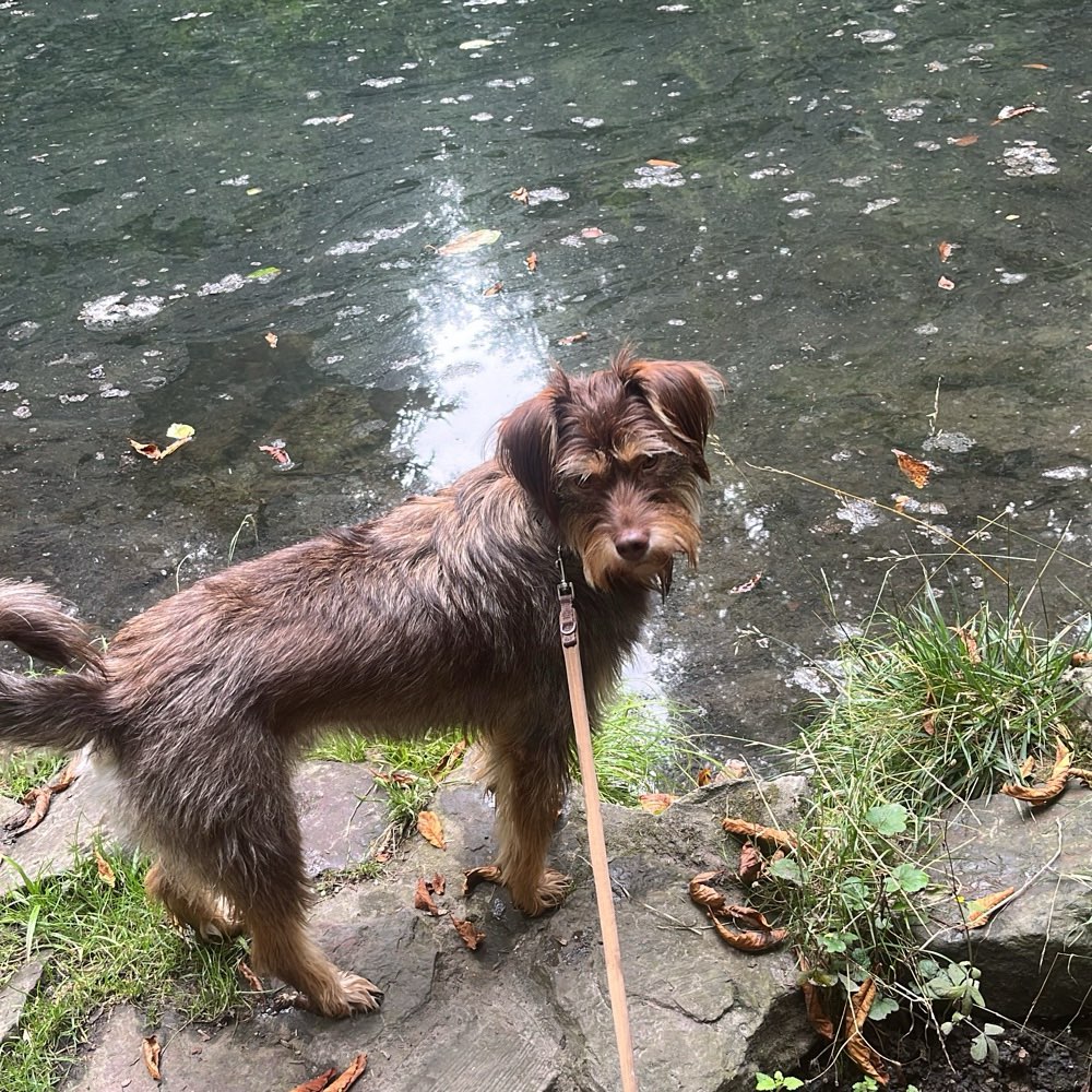 Hundetreffen-Spazieren gehen-Profilbild