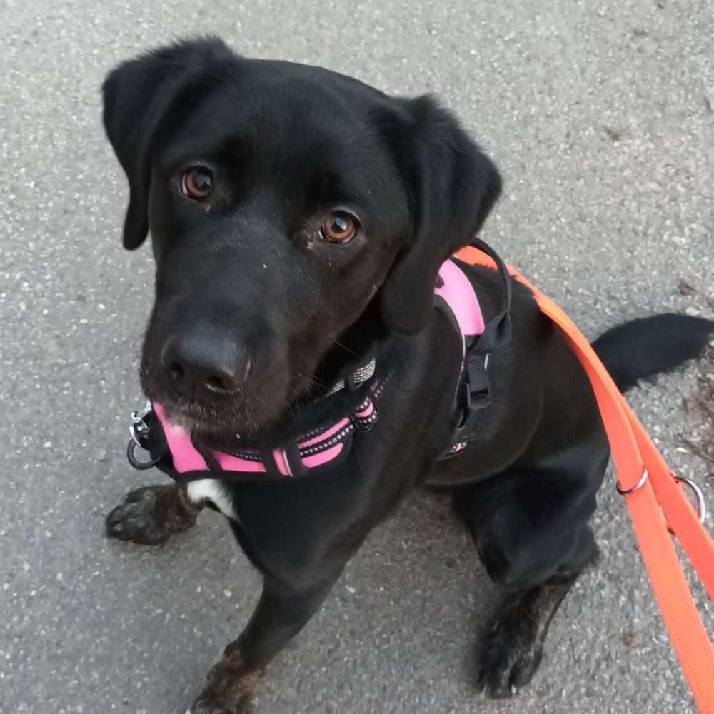 Hundetreffen-Spielen und toben-Profilbild