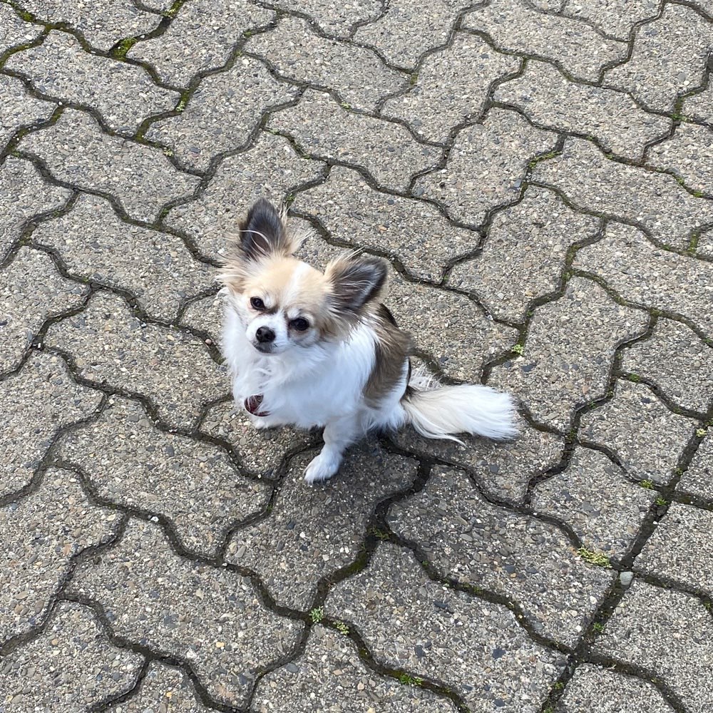 Hundetreffen-Gassi- oder Spielrunde für Chihuahuas-Profilbild