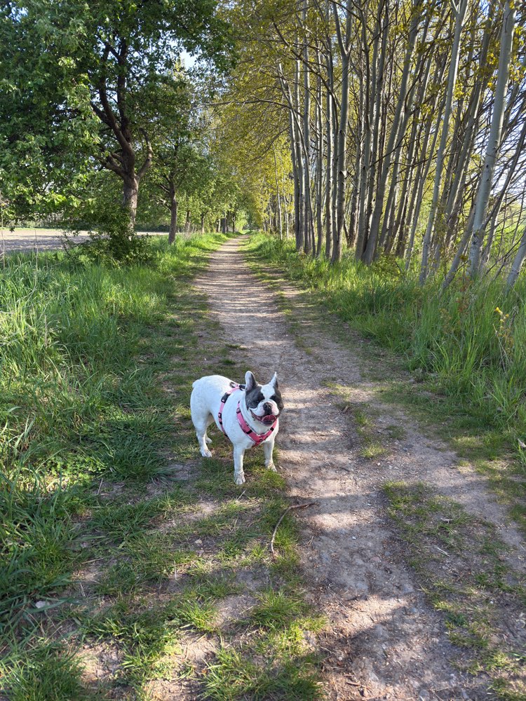 Hundetreffen-Gassirunde Karower Wiesen-Profilbild