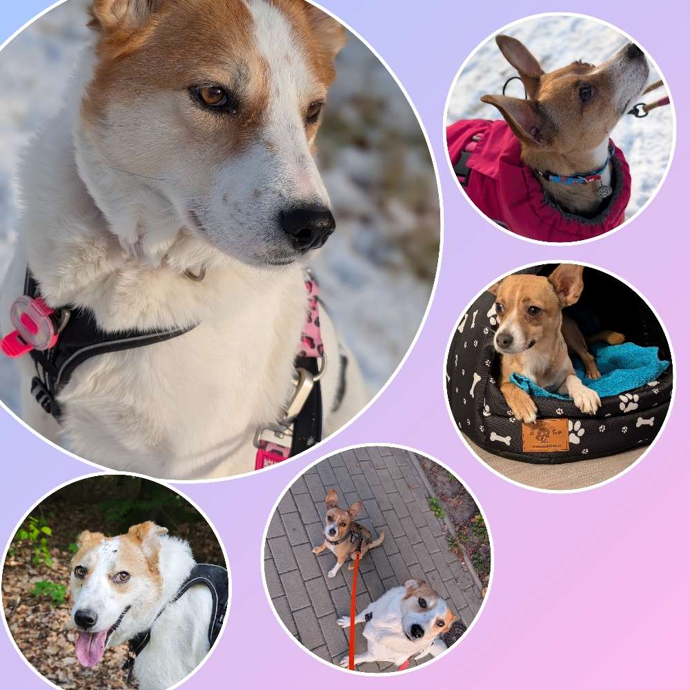 Hundetreffen-Gassirunde-Profilbild