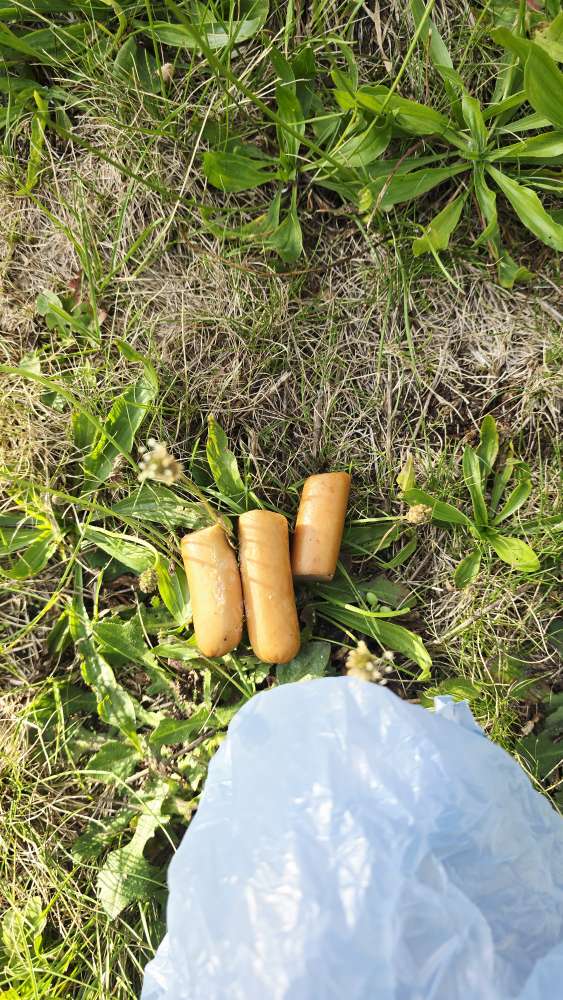 Giftköder-Evtl. Giftköder-Profilbild