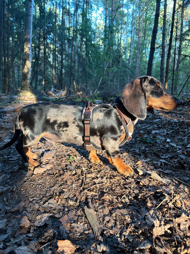 Hundetreffen-Dackel Otto sucht Hundefreunde 🐾-Profilbild