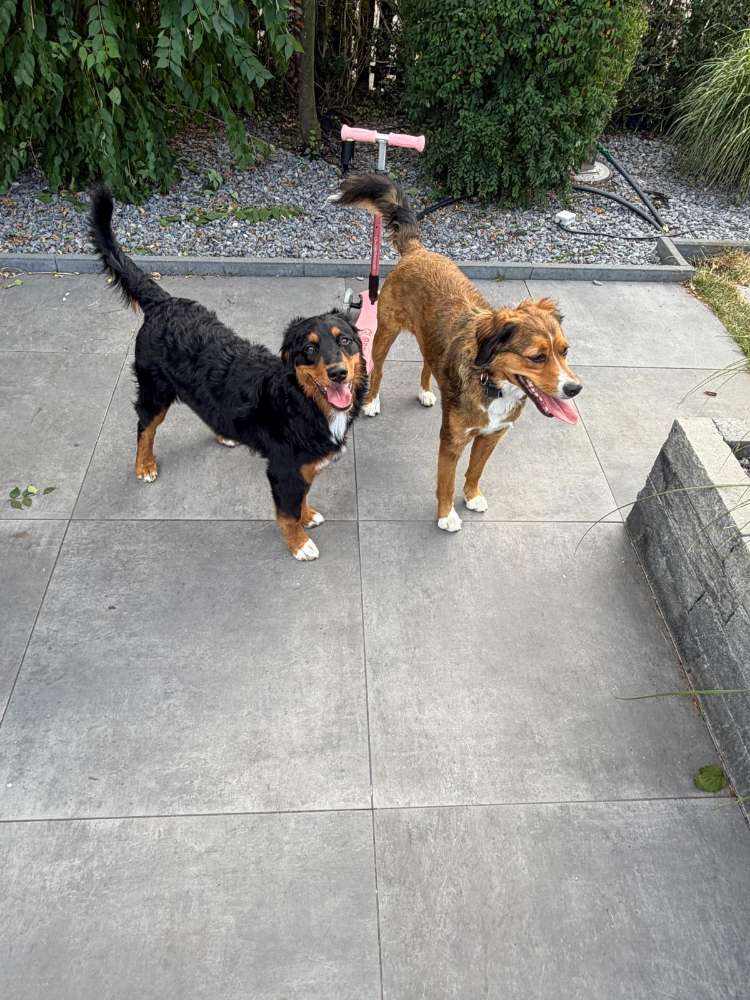 Hundetreffen-Junghündin sucht Freunde-Profilbild
