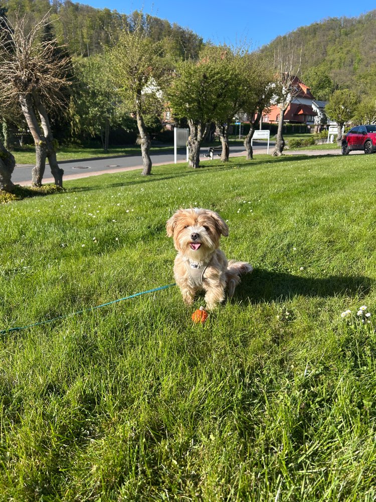 Hundetreffen-Spielpartner gesucht 🐶-Profilbild