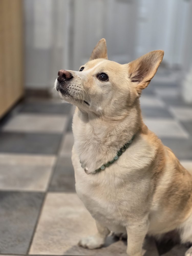 Hundetreffen-Dogsharing-Profilbild