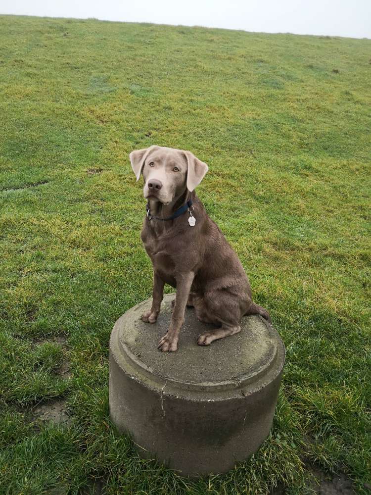 Hundetreffen-Spielrunde/Gassi gehen-Profilbild