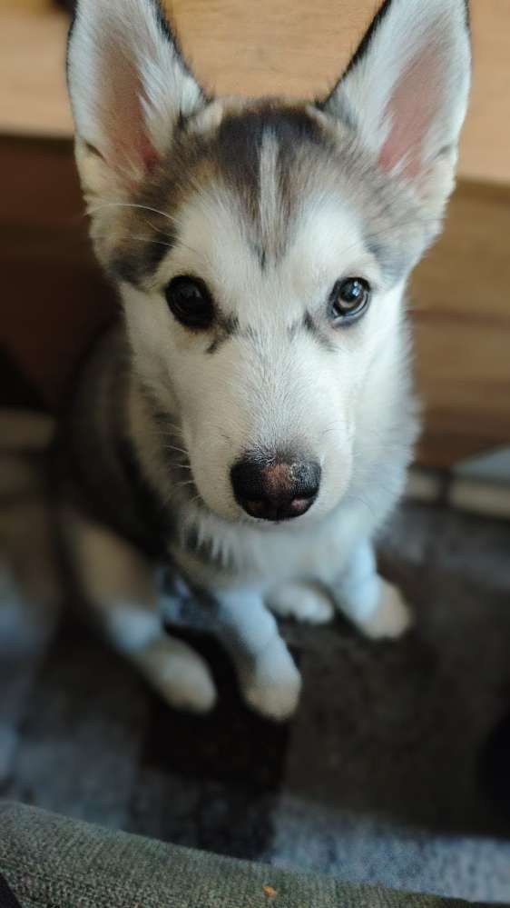 Hundetreffen-Wir suchen Spaziergang Freunde 😊-Profilbild
