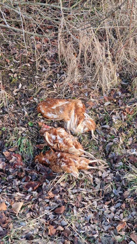 Giftköder-Drei tote Hühner-Profilbild