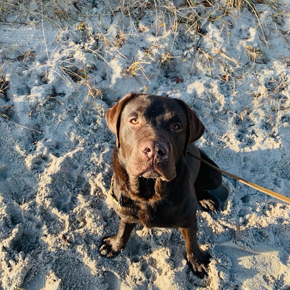 Hundetreffen-Spieltreff-Profilbild