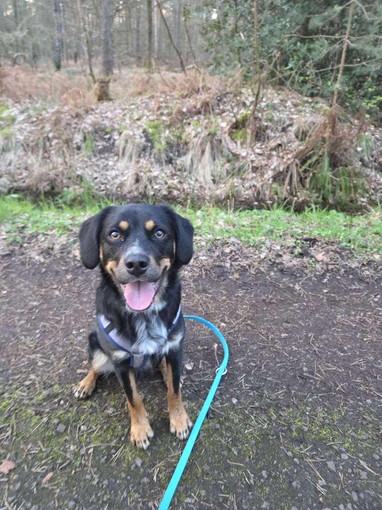 Hundetreffen-Trainingspartner gesucht-Profilbild