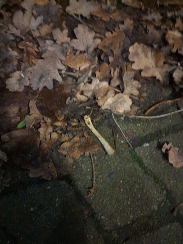 Giftköder-Knochen-Profilbild