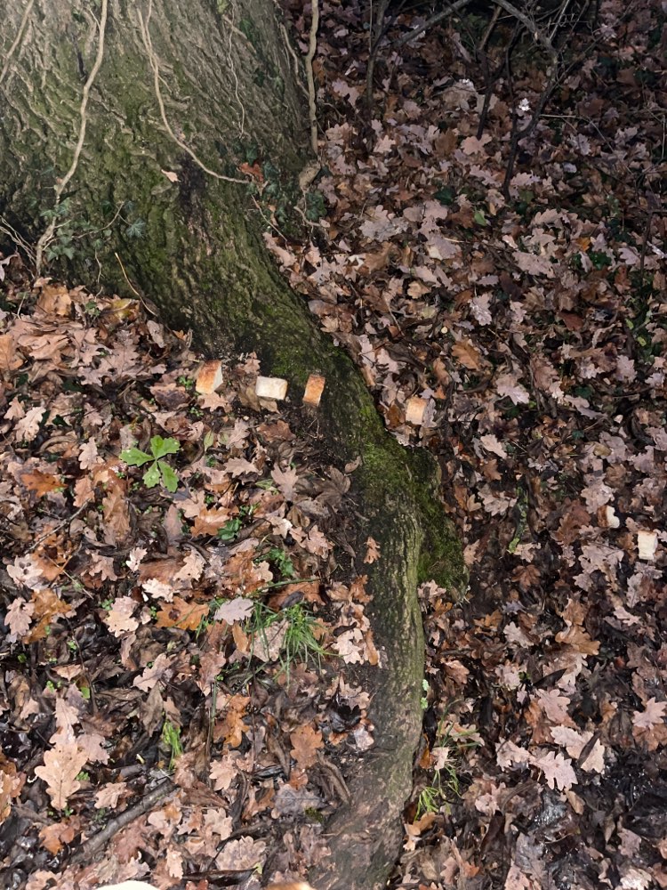 Giftköder-Evtl. Giftköder-Profilbild