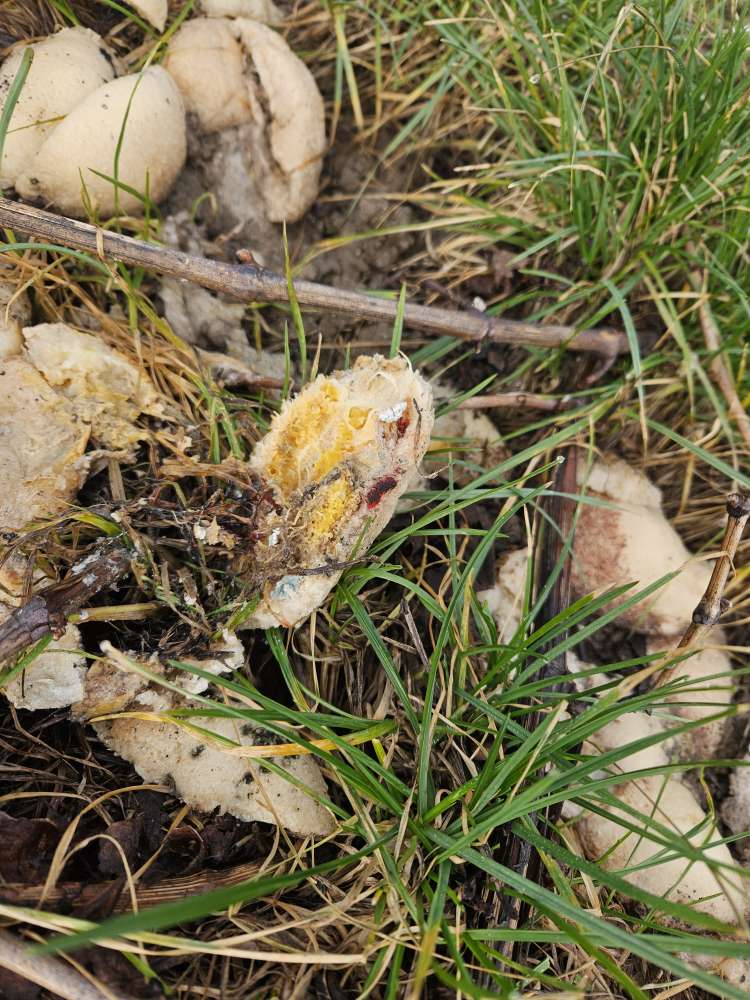 Giftköder-Essensreste ?!-Profilbild