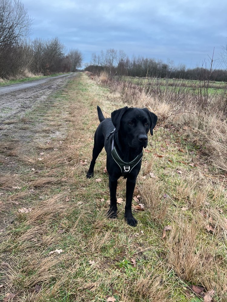 Hundetreffen-Spiel-Freunde gesucht-Profilbild