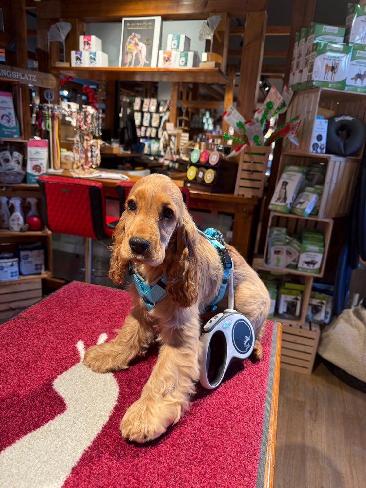 Hundetreffen-Welpentreff Dahlem-Profilbild
