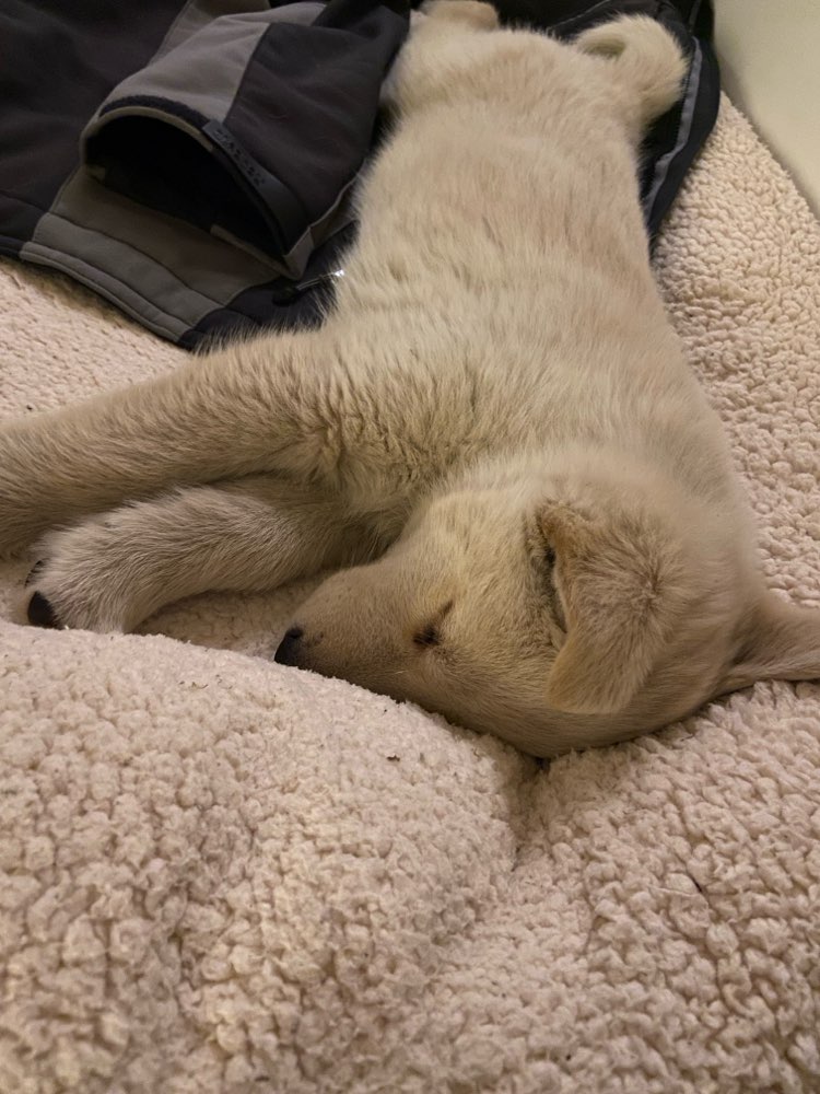 Hundetreffen-Welpen/Junghund zum Spielen-Profilbild