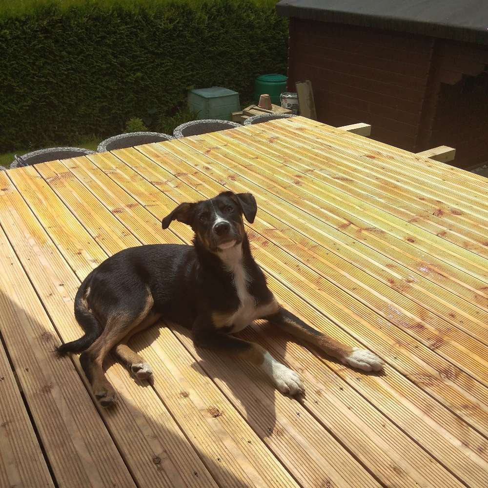 Hundetreffen-Spaziergang mit hunden-Profilbild