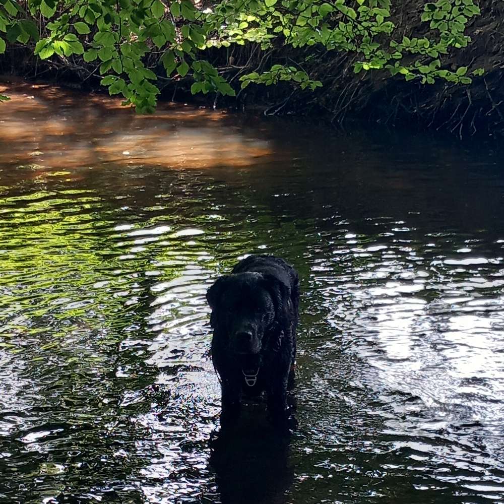 Hundetreffen-Einmal Labrador Retriever, immer Labrador Retriever-Profilbild