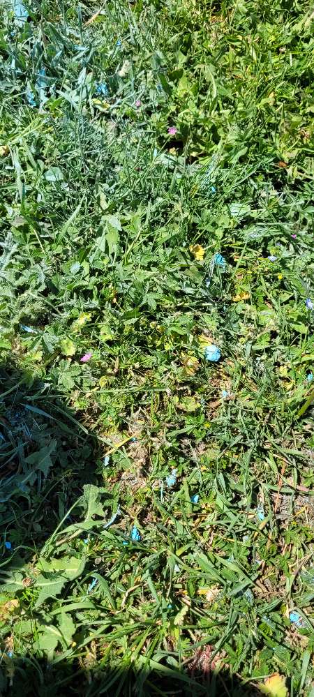 Giftköder-Blaues Pulver-Profilbild