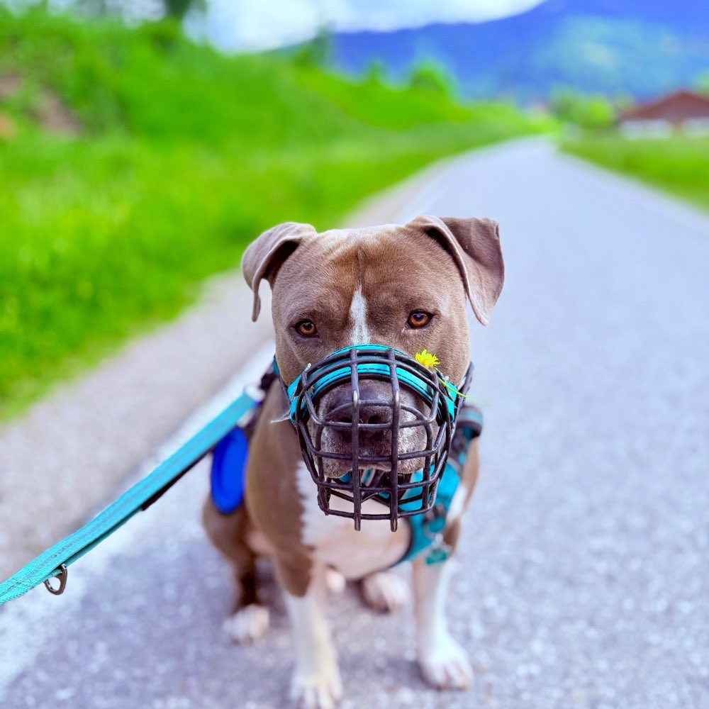 Hundetreffen-Zusammen gassi gehen und hundekontakt üben-Profilbild