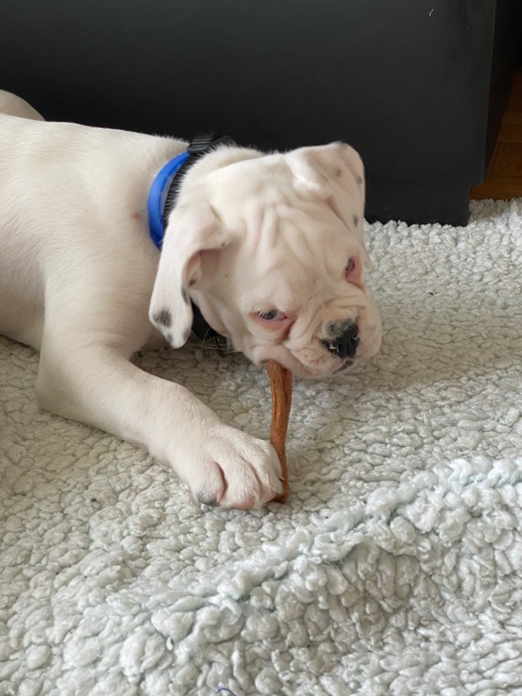 Hundetreffen-Welpentreffen in Windisch / Schachen-Profilbild