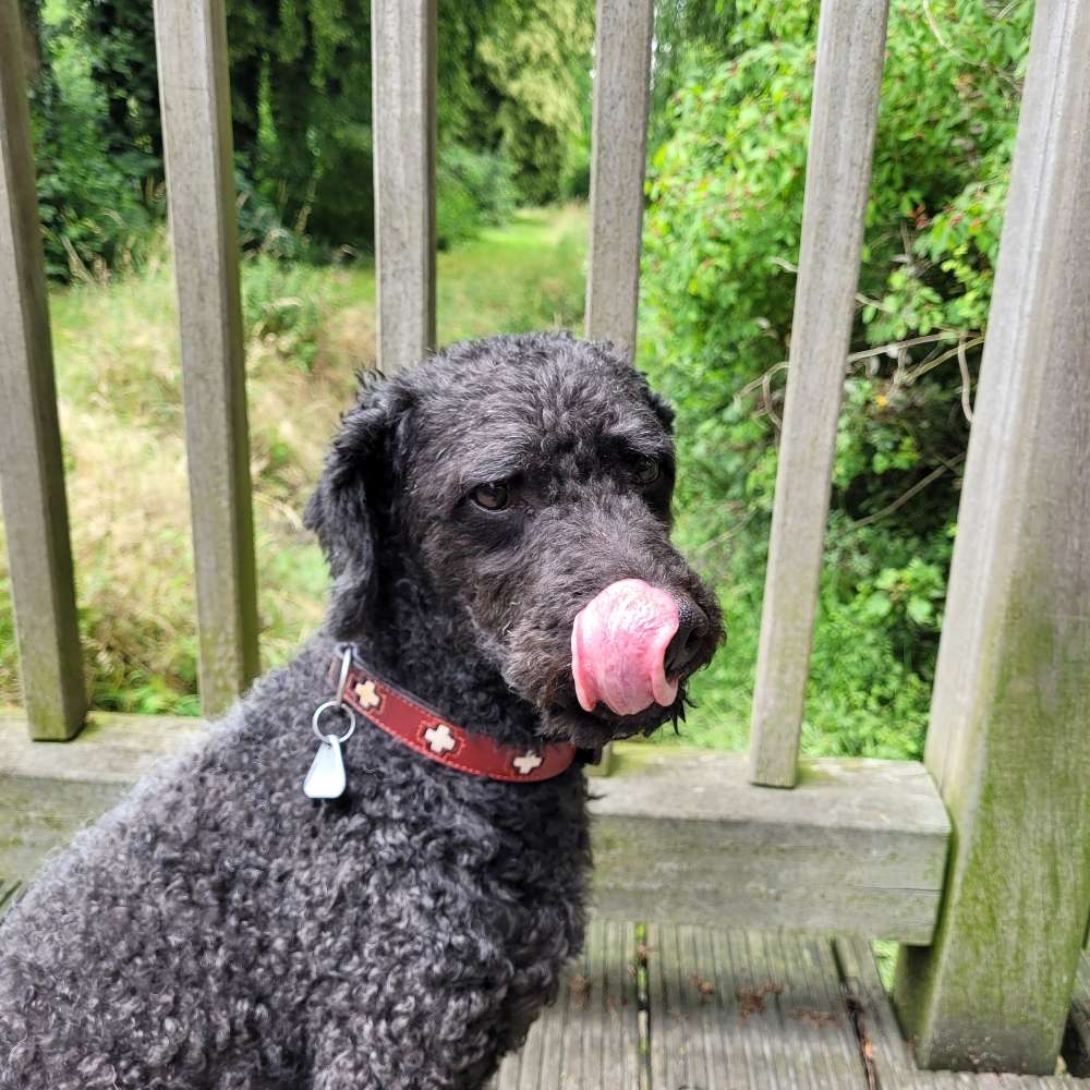 Hundetreffen-Frühaufsteher-Gassi-Profilbild