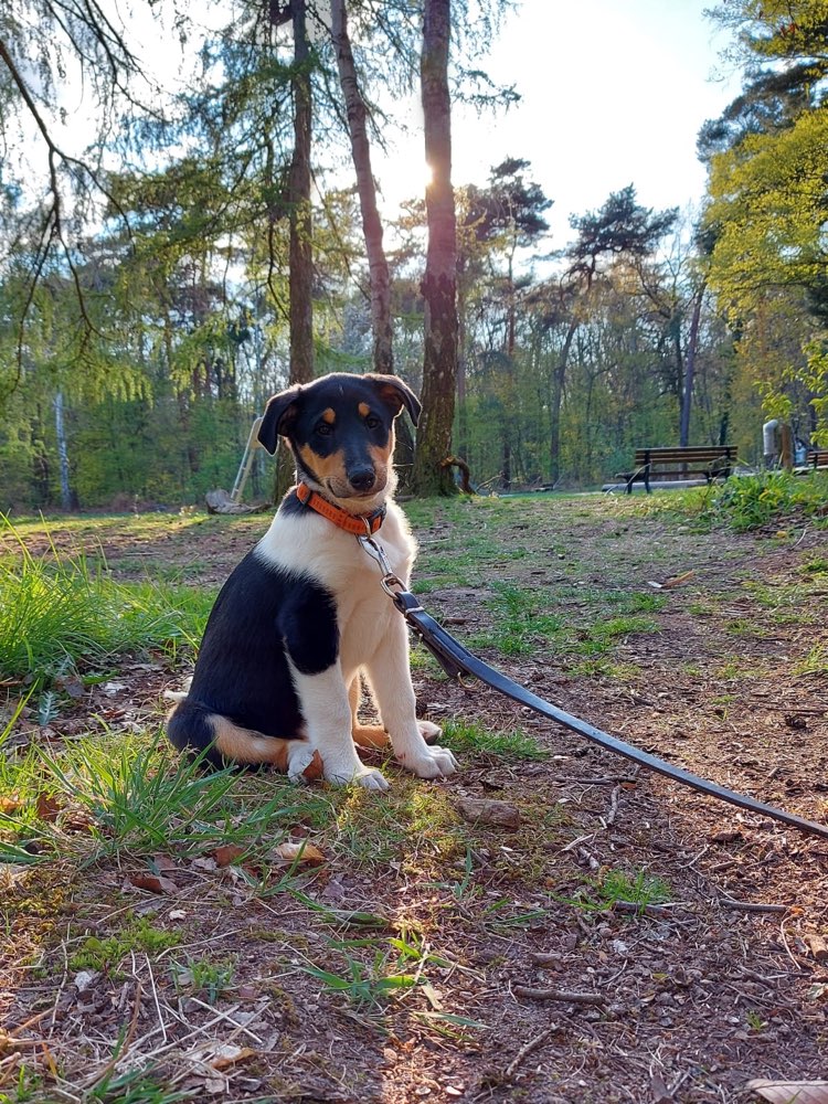 Hundetreffen-Gemeinsame Gassirunden-Profilbild