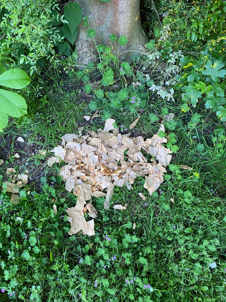 Giftköder-Evtl Giftköder-Profilbild