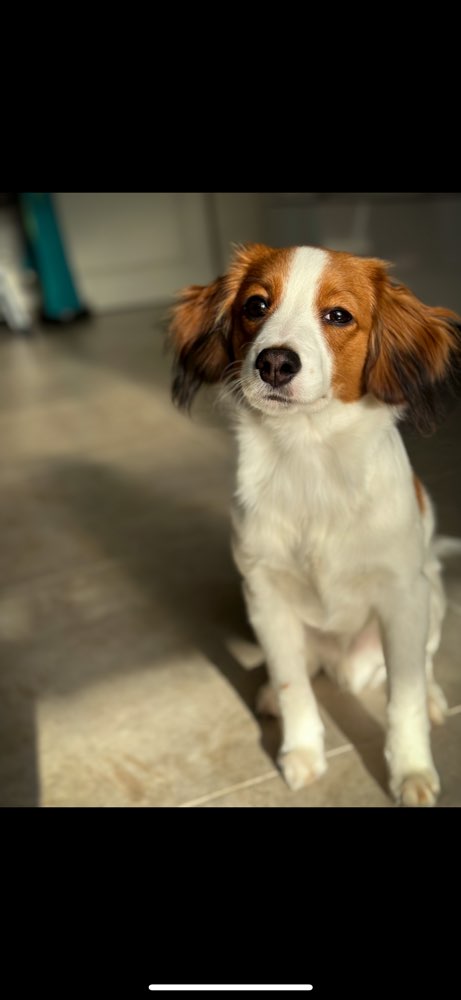 Hundetreffen-Welpen/ Junghund-Spielfreunde/Gassirunden gesucht-Profilbild