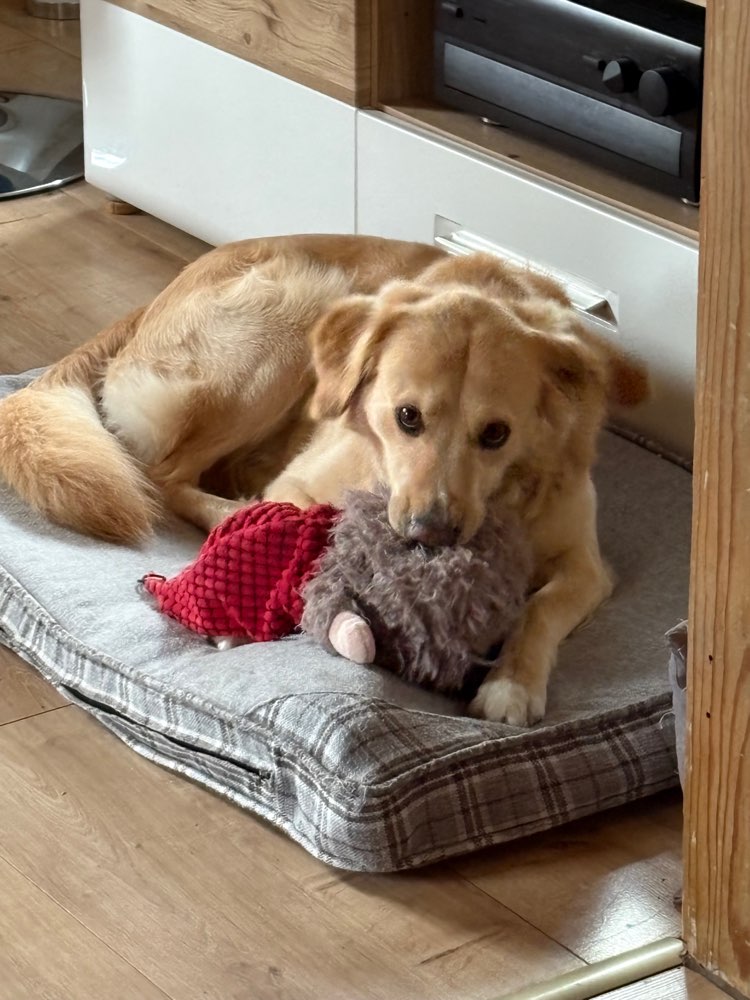 Hundetreffen-Trainings treffen zur Sozialisierung.-Profilbild