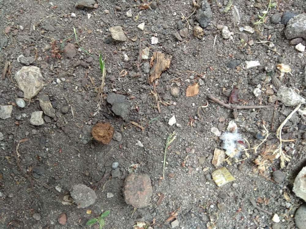 Giftköder-giftkoeder-Profilbild