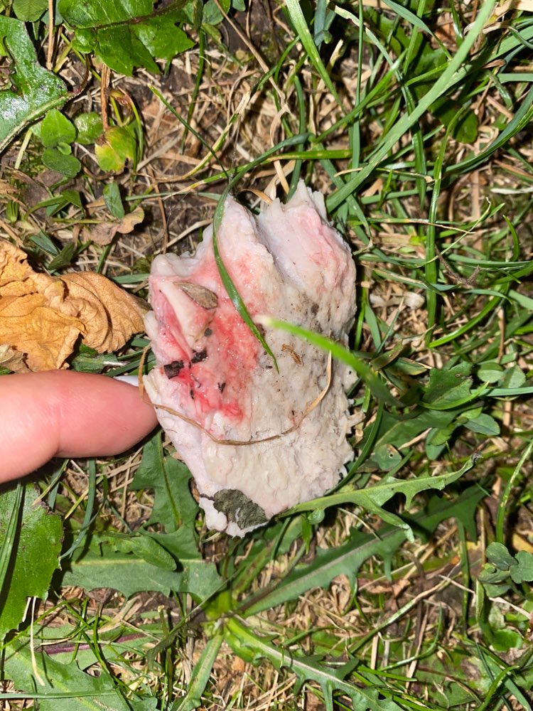 Giftköder-Fleischbrocken-Profilbild