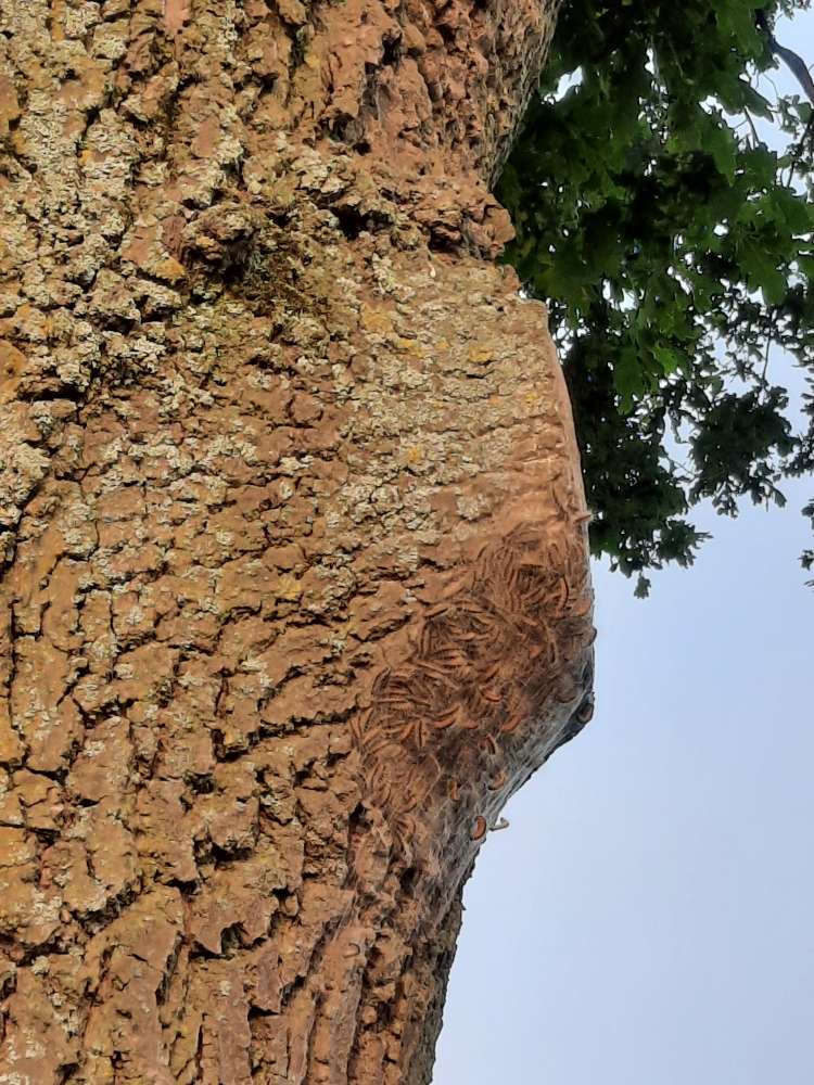 Giftköder-Eichenprozessionsspinner-Profilbild