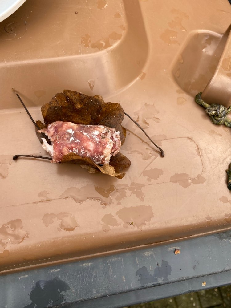 Giftköder-Würstchen auf der Straße.-Profilbild