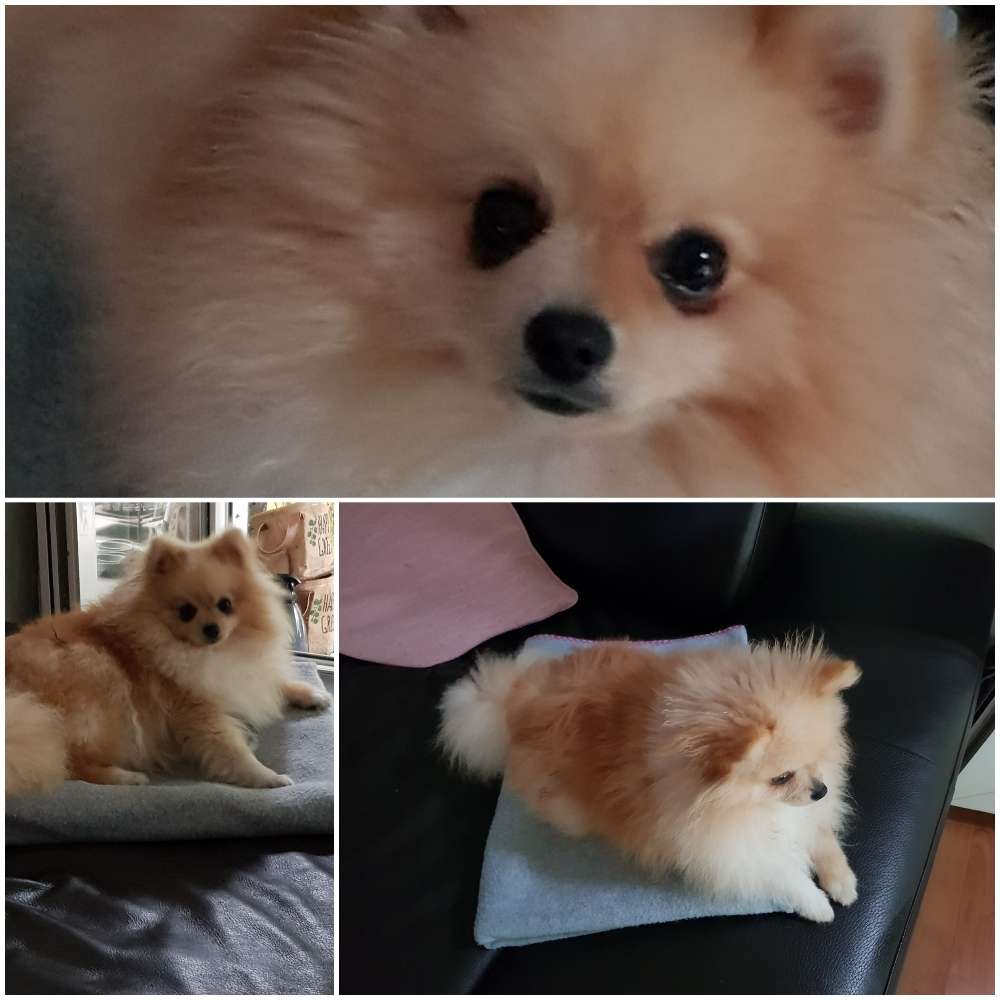 Hundetreffen-Spielen und spazieren gehen gerne mit einem Zwergspitz-Profilbild