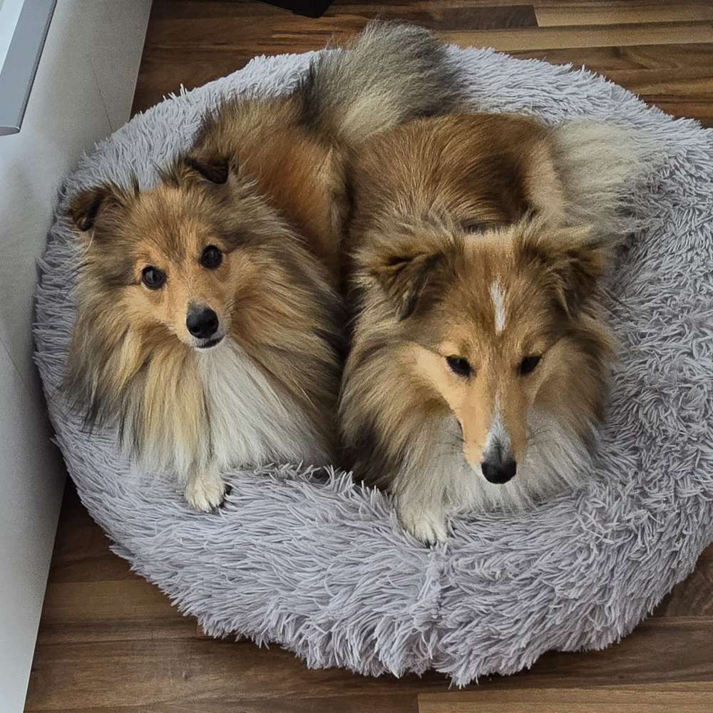 Hundetreffen-Sheltie Treffen-Profilbild