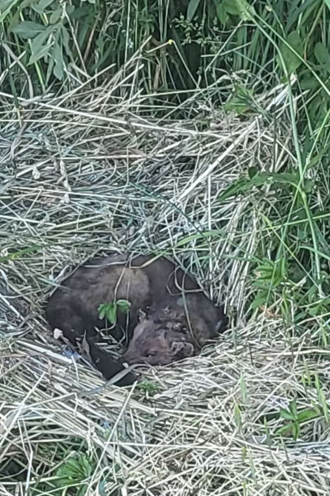 Giftköder-Toter Marder-Profilbild