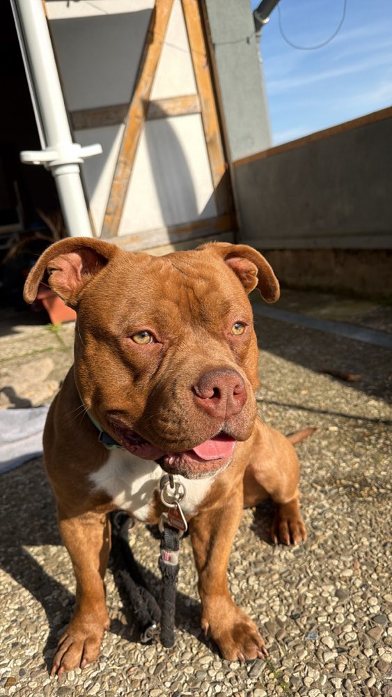 Hundetreffen-Hundefreund gesucht-Profilbild